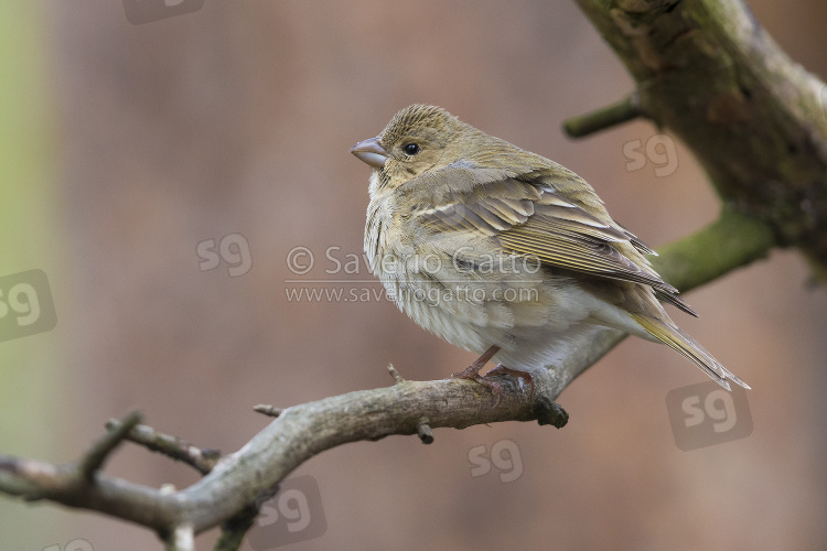 Common Rosefinch